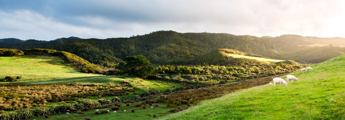 New Zealand Travel