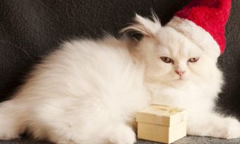 Keeping the Grinch at bay: steps to protect your Christmas gifts