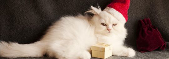 christmas present insurance