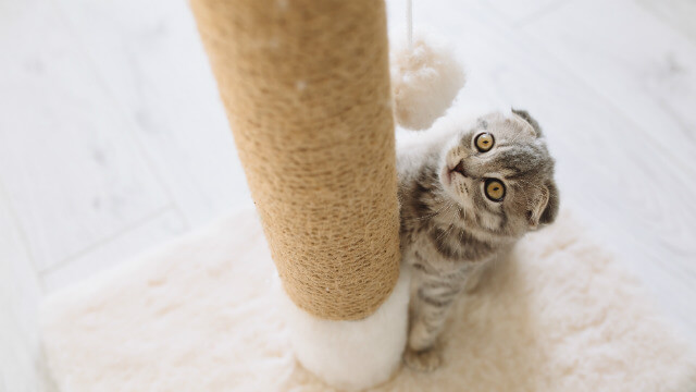 cat costs scratching post