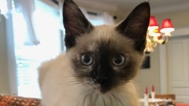 petsitting cat