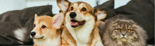 pet friendly rental