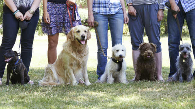 pet friendly rental obedience schooll