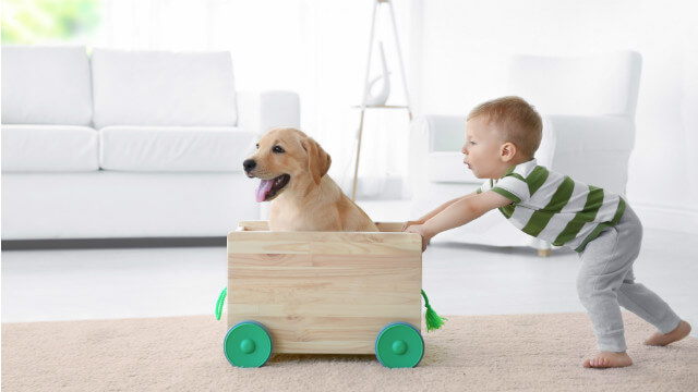 pet friendly rental pet with child