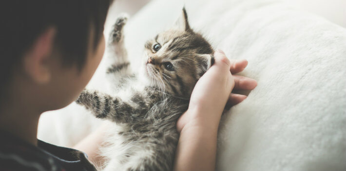 Pet insurance worth it cat