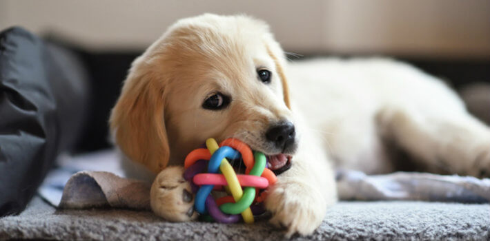 Pet insurance worth the money