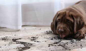 Puppy Proofing 101: tips to create a comfortable and safe home for your pup