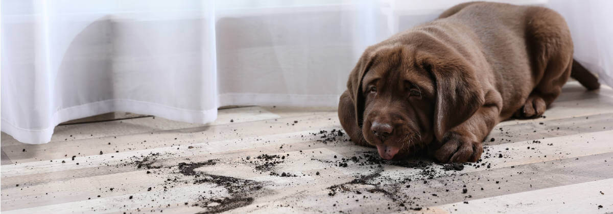 how to puppy proof your home
