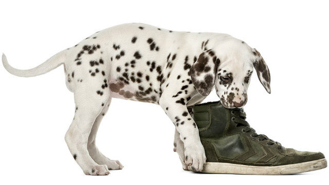 puppy proofing home puppy with shoe