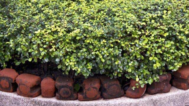 terracotta garden edge