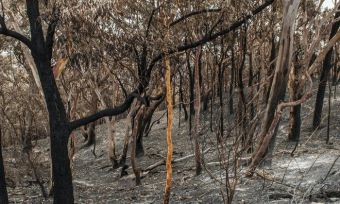 How to make a bushfire insurance claim