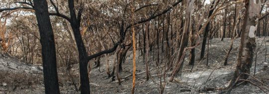 Bushfire insurance claim