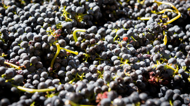 Wine price bushfires