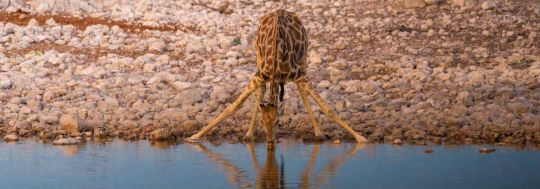 Giraffe drinking