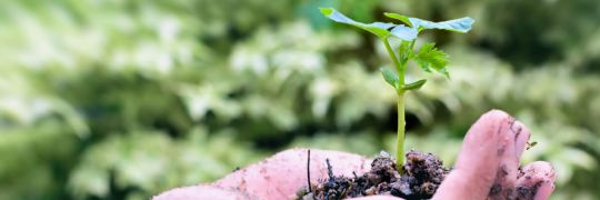 Replanting a seedling to help it grow: can transferring your super do the same?