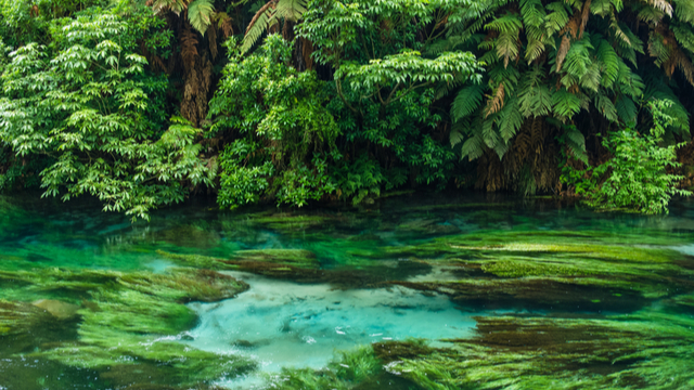 Te Waihou Walkway