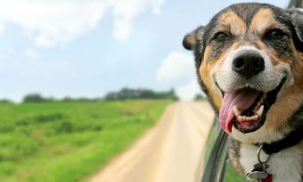 Compare Dog Insurance