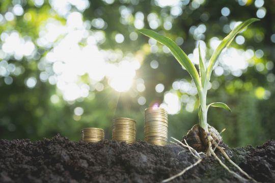 Piles of coins growing and a tree to show growth
