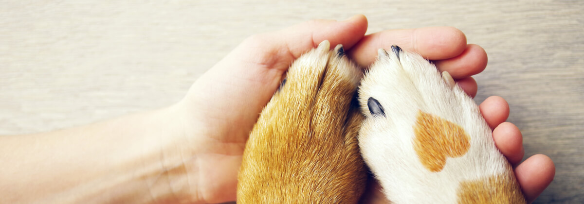 holding pet&#8217;s hands