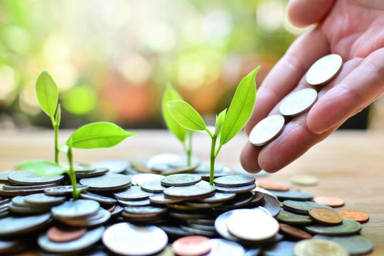 Coins at the bottom of seedlings