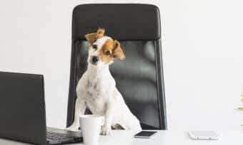 How to prepare your pet for your return to work