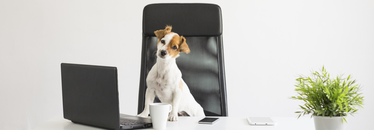 Pet at desk