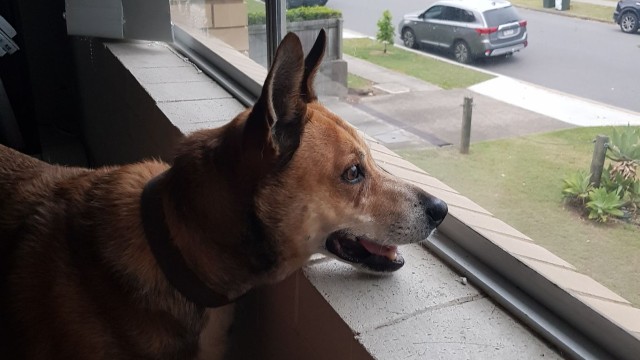 Dog looking out window