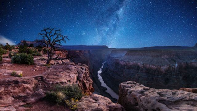 Stars shine brightly over the Grand Canyon, with a tree in the foreground