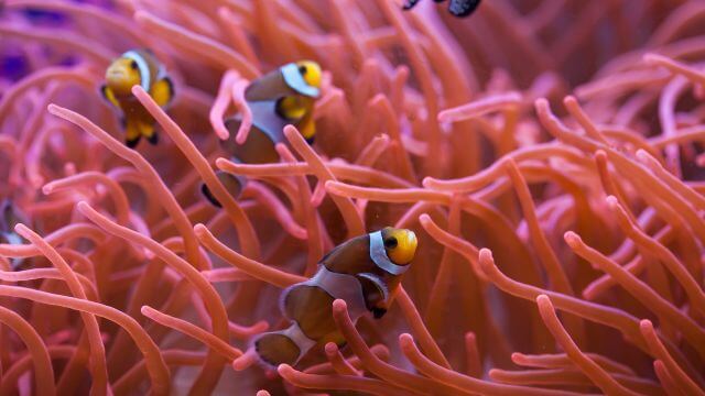 The Great Barrier Reef, Australia, wildlife.