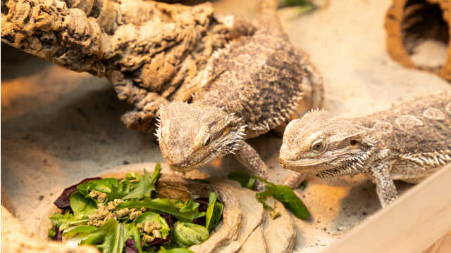 bearded dragon tank