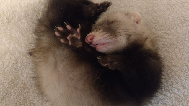 pet ferret asleep