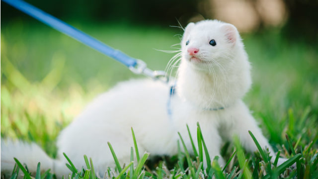 pet ferret