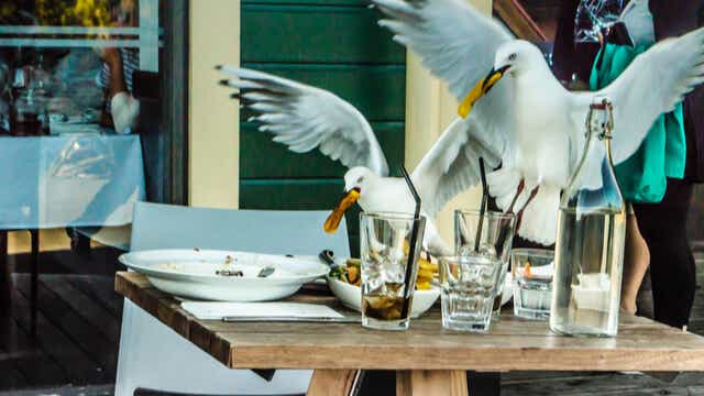 Gazumping, Seagull Eating Fry