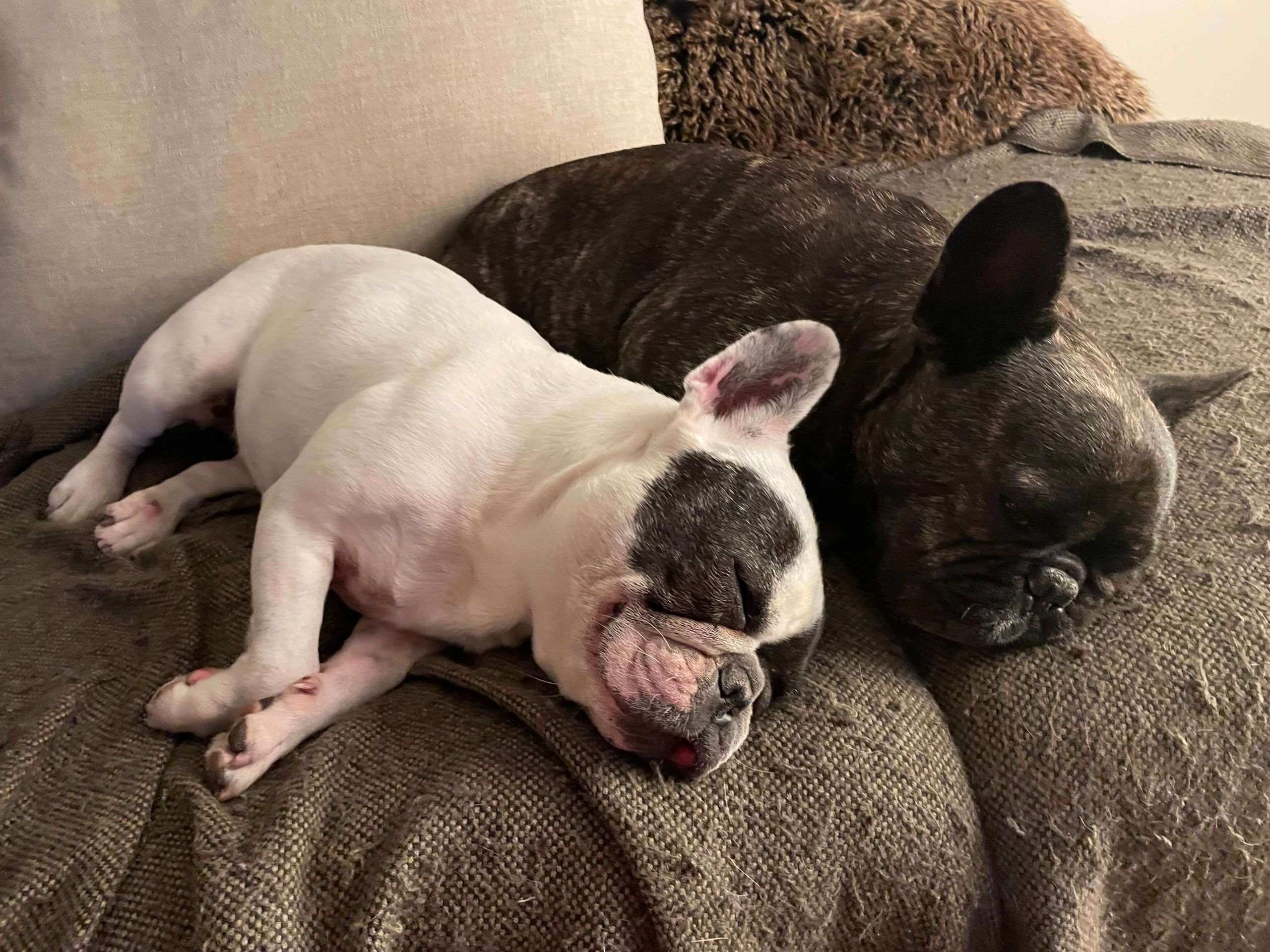 Doggy daycare