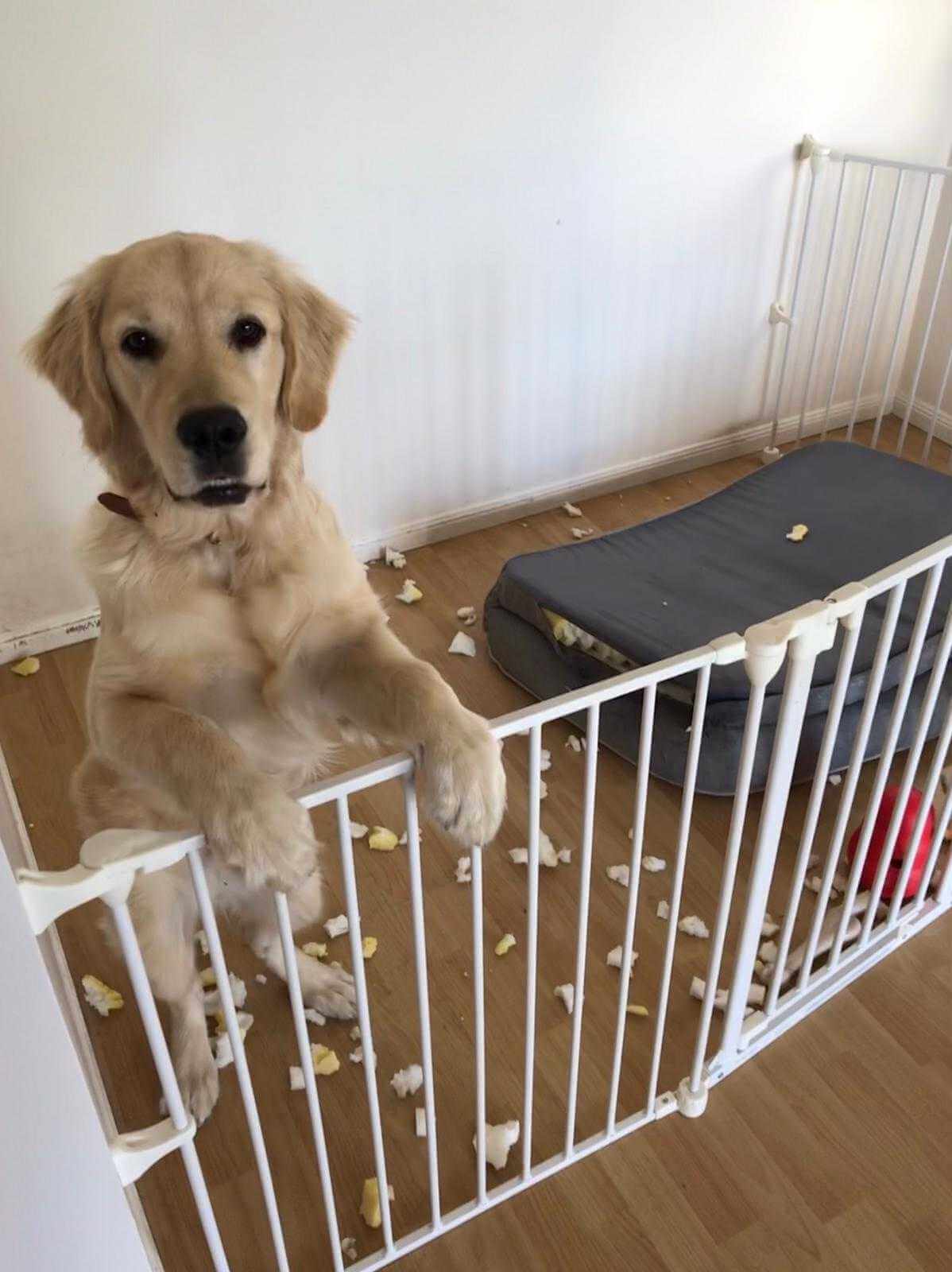 Doggy Daycare