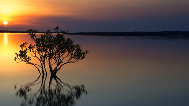 Mangrove tree, Rapid Creek
