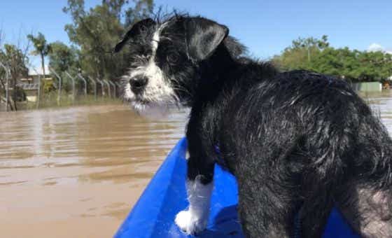 Australia Floods Pets