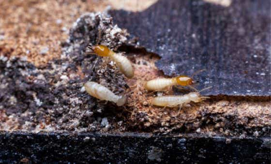 How much does termite treatment cost
