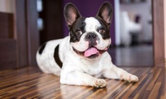 Australia's top pet names for 2025 revealed