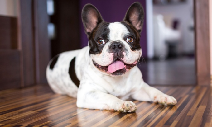 Australias Top Pet Names 2025