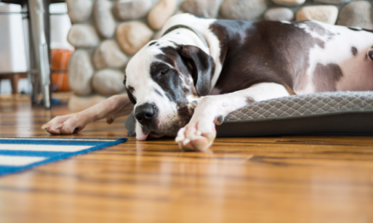 Bamboo flooring cost