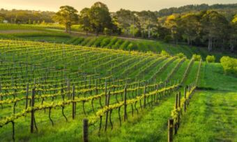 5 best suburbs in Regional South Australia to invest in 2025