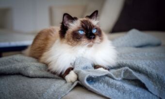 Compare cat insurance