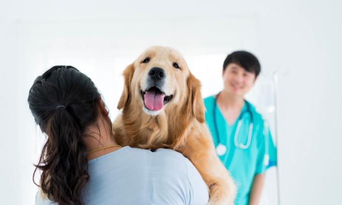 Common pet insurance exclusions in Australia