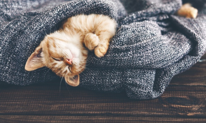 Cost of owning kitten