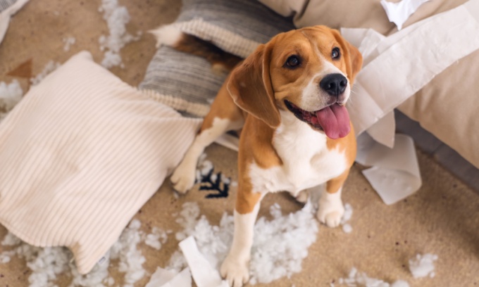 Home and Contents Insurance Exclusions | Canstar