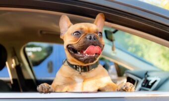 Doggy daycare costs: here's why Aussies are digging deep for their furry friends