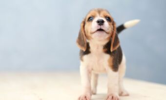 How much does a puppy cost?
