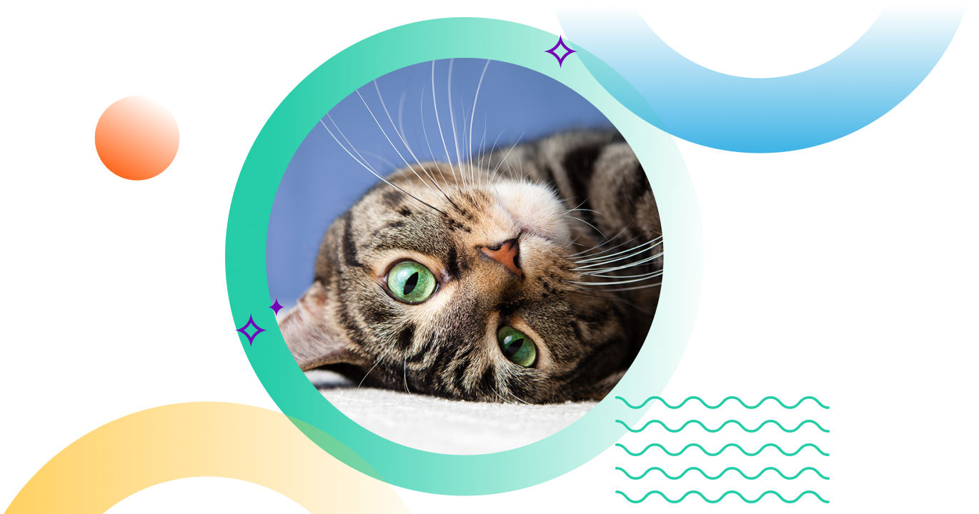 Pet-Insurance---Cat