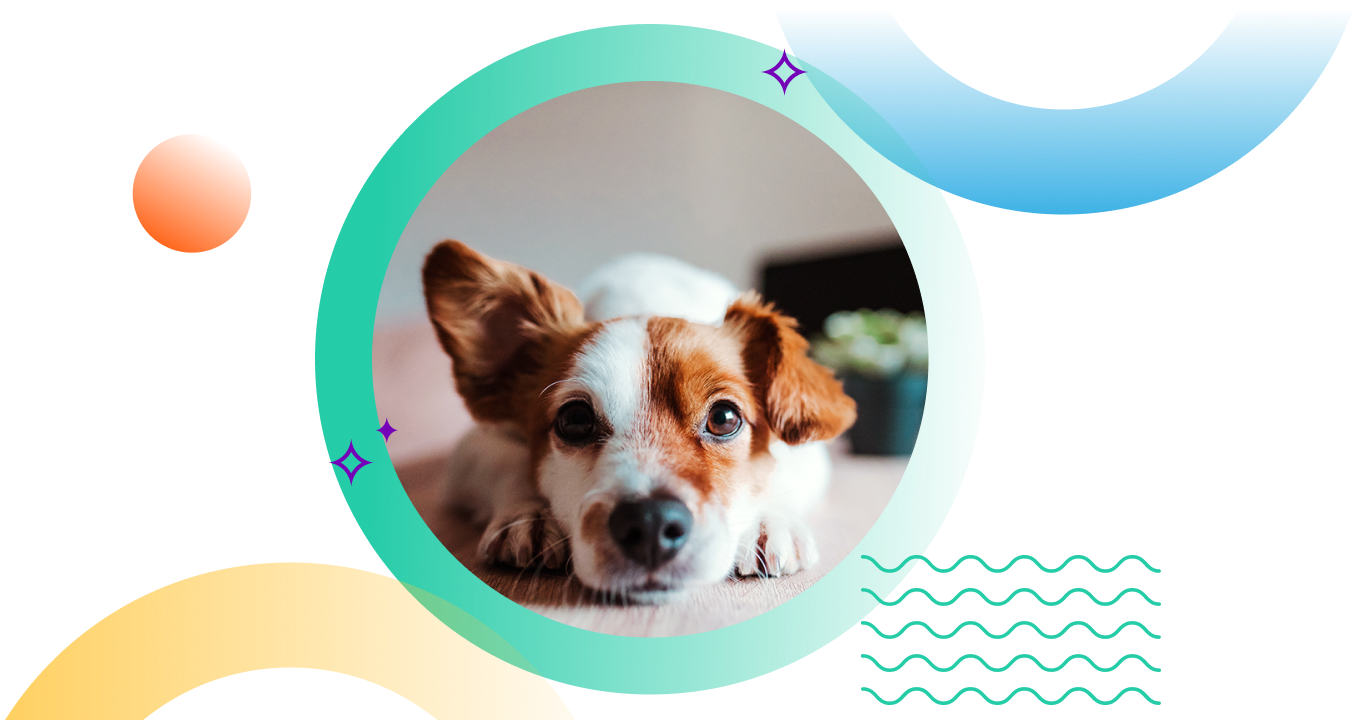 Pet-Insurance---Dog